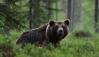 В Жетісу медведь пытался проникнуть в дом (ВИДЕО)