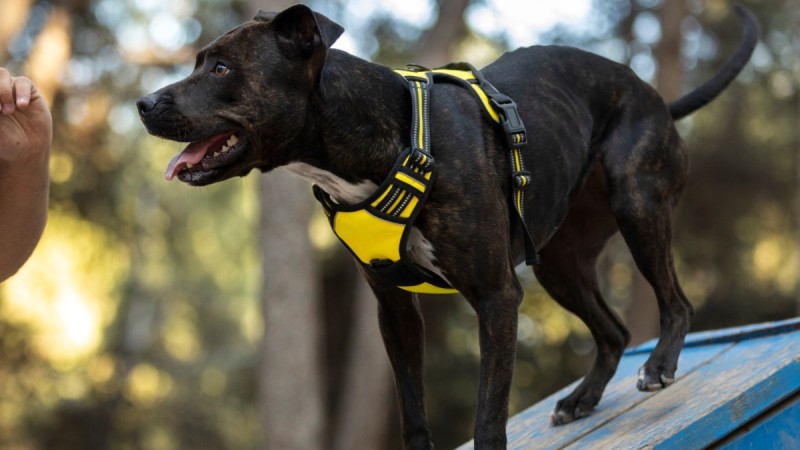 3 млрд тенге выделили для собак КНБ