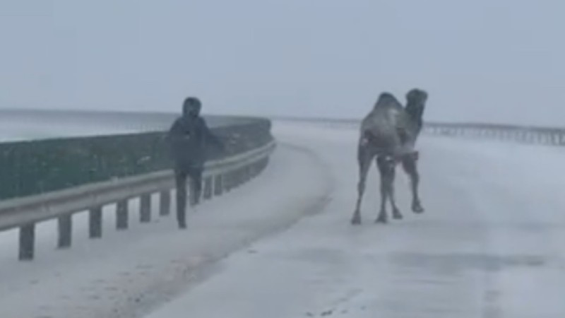 Верблюд заблокировал колонну из 500 машин (ВИДЕО)