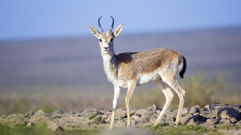 В Кызылординской области задержали браконьеров с тушей джейрана