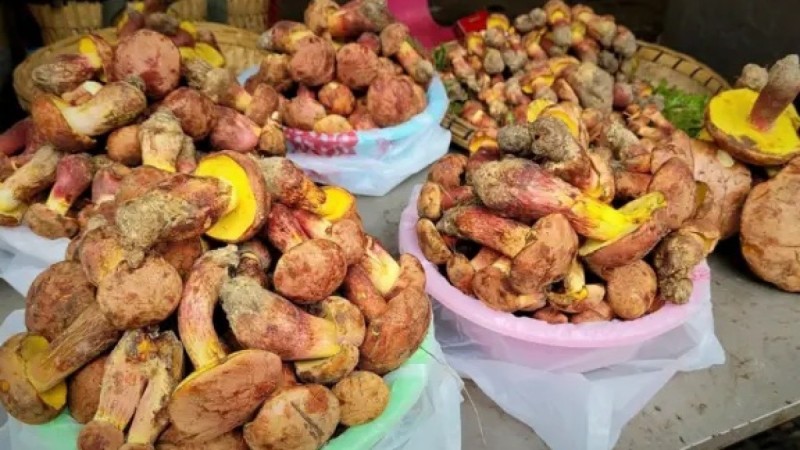 Тайна китайского гриба: почему люди видят лилипутов