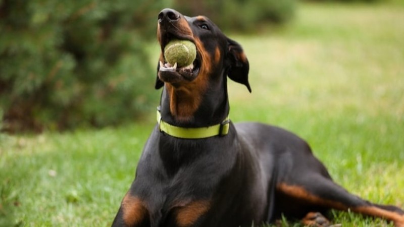 В Бурабае при отстреле собак ранили человека