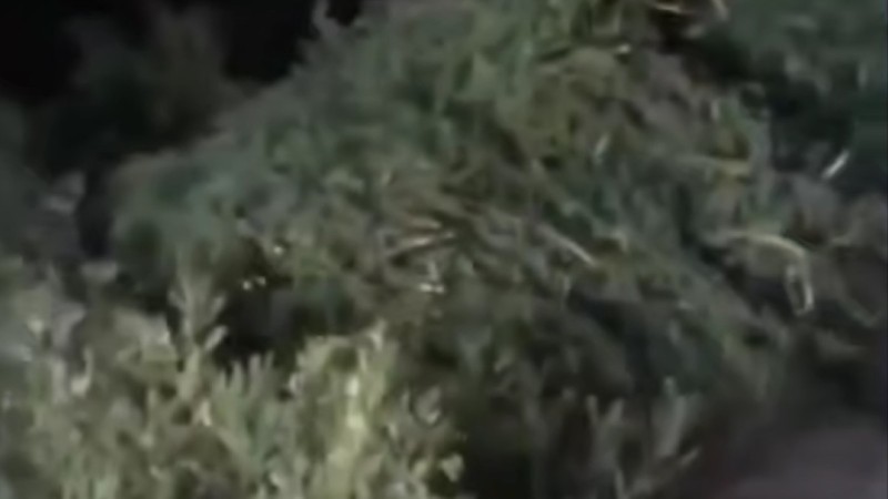 95 кг марихуаны: житель Жамбыльской области осужден на 7 лет