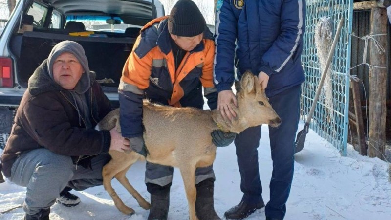 Сибирскую косулю с ошейником обнаружили во дворе дома в Семее