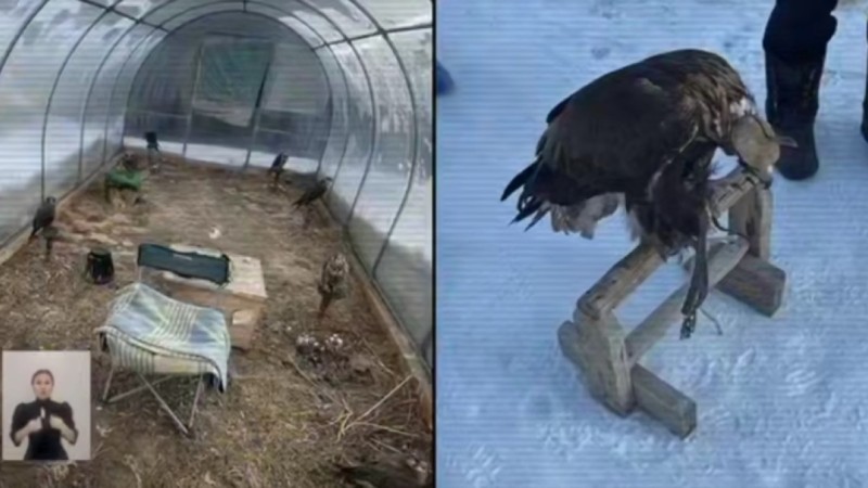 Сотрудники нацпарка попались на торговле краснокнижными птицами