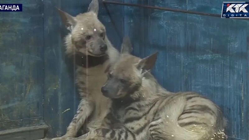 Экзотические хищники из Армении поселились в Караганде