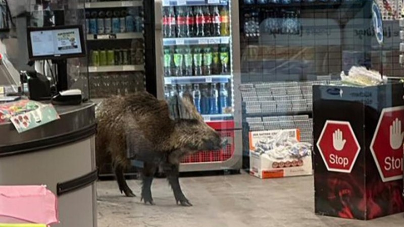 Дикий кабан забежал в торговый центр