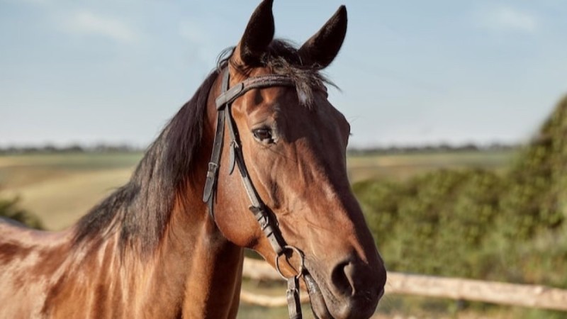 В Турции посетитель столовой нашёл в блюде микрочип скаковой лошади