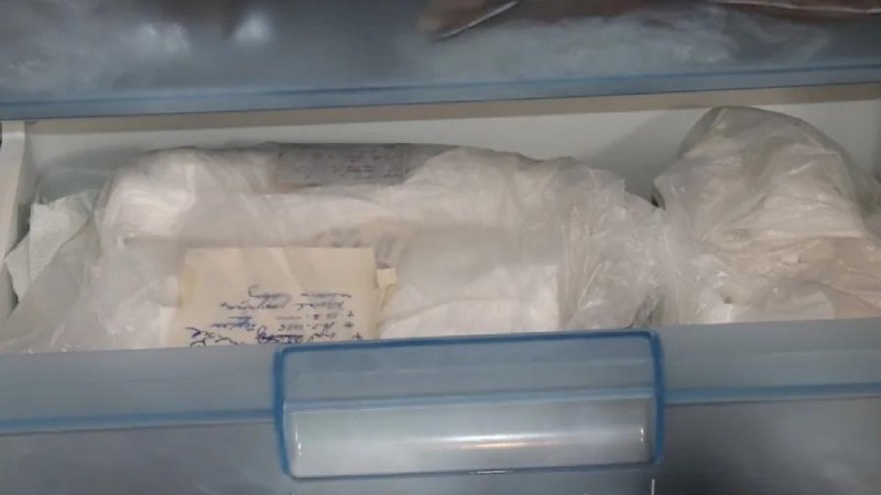 В Чехии у женщины в морозильнике нашли около 100 мёртвых котят