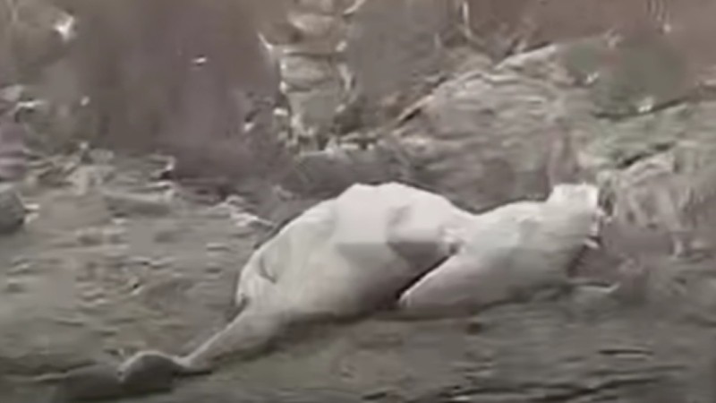 Массовую гибель лебедей обнаружили у побережья Актау