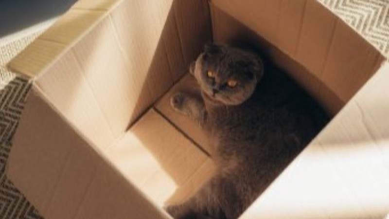 Мужчина отправил кошку почтой: его осудили