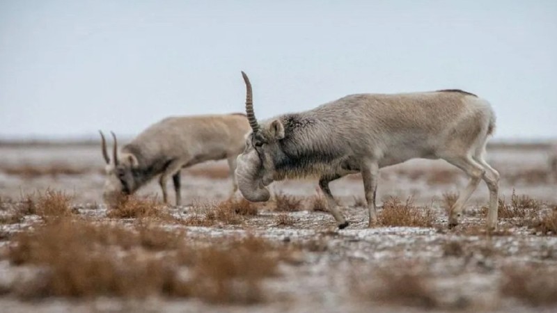 На западе Казахстана зафиксирована массовая гибель сайгаков