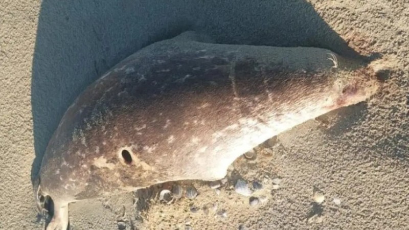 Около 100 мёртвых тюленей обнаружили на берегу Каспийского моря