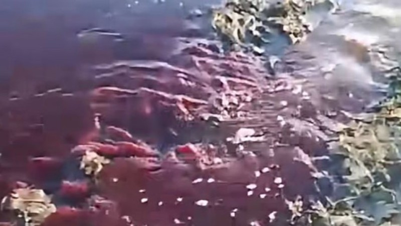 В Щучинске колодец с трупом лошади стал источником «кровавой» воды