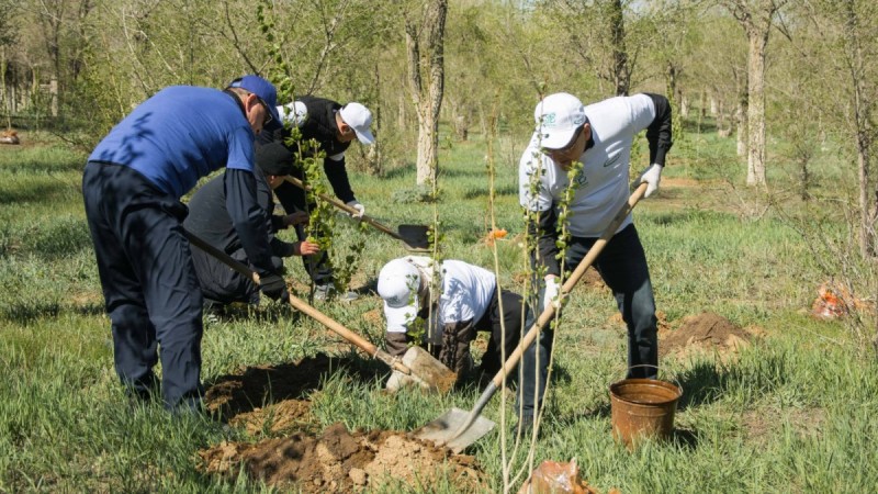 Шахтеры и металлурги высадили 150 деревьев в Жезказгане в рамках акции «Таза Қазақстан»