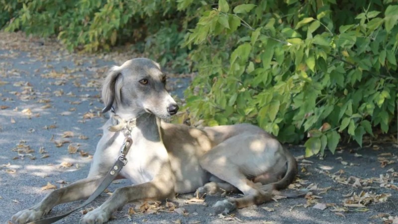 В Казахстане появится новый праздник