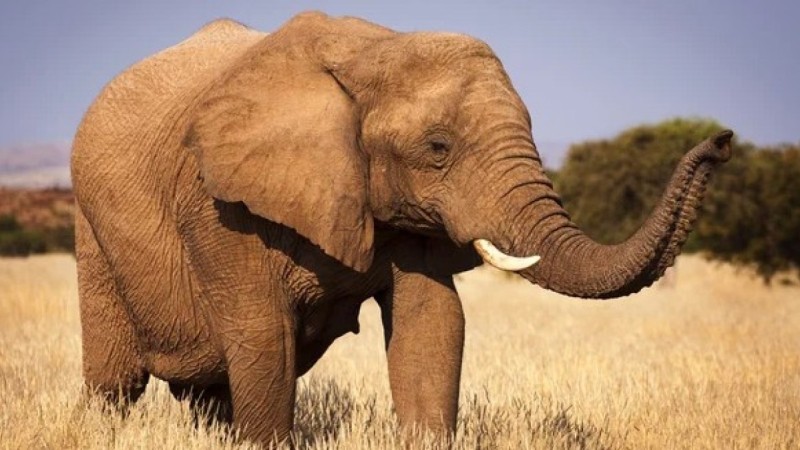 Девушке отрезали руку после укуса слона