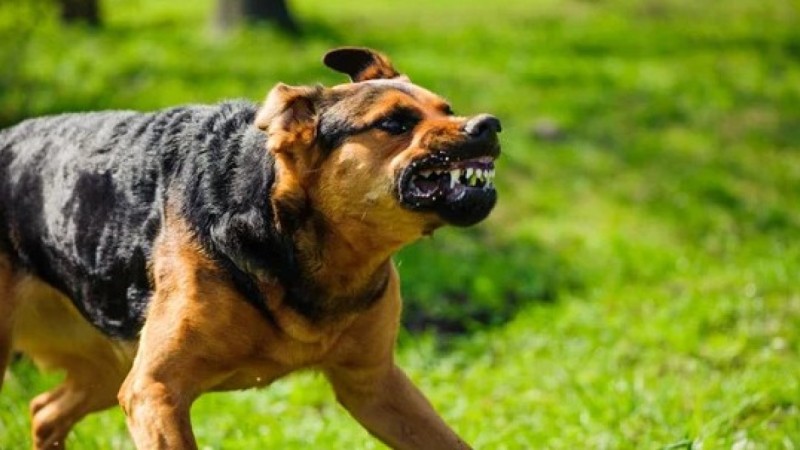 В одном из сел в СКО выявлено бешенство: введен карантин,