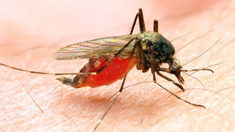 Учёные объяснили, почему одних людей комары кусают чаще других