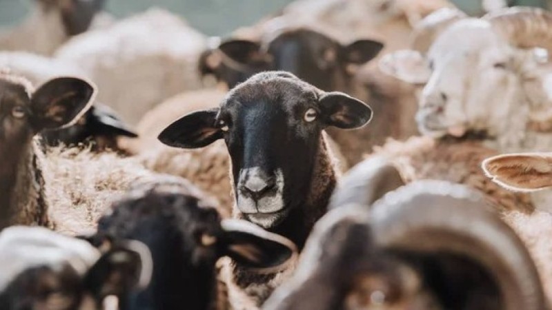 В Жамбылской области пастух продал чужих овец в надежде, что пропажу не заметят