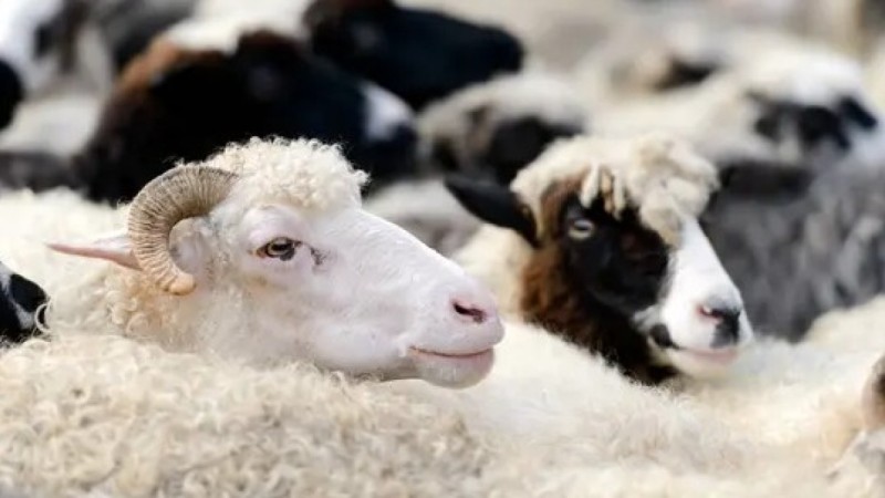 Цены на скот в Казахстане выросли до 1 млн тенге перед Курбан айтом